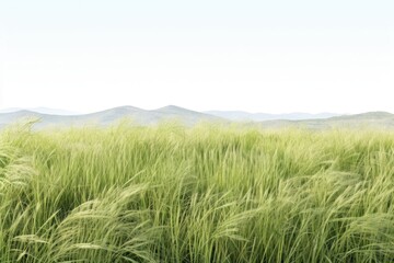 Wall Mural - Wild grass field landscape grassland.