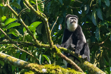 Black and white colobus monkey