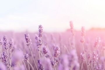 Wall Mural - Lavender field at sunrise beauty