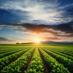 Canvas Print - Green crops agriculture sunlight outdoors.