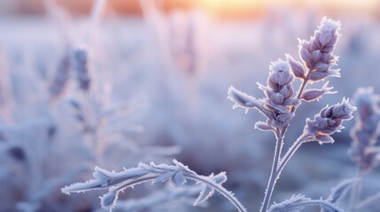 Wall Mural - Frosted Lavender Flower Close-Up