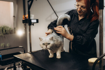 Woman combing her cute white cat on the floor at home. The fluffy pet enjoys combing with eyes closed. Woman taking care of pet. Hygiene concept. Cute cozy background.