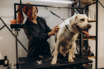 Female groomer taking care of Labrador puppy in salon