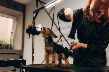 The Yorkshire Terrier lies on the grooming table in the zoo salon with a beautiful haircut for every day.