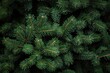 © Rawpixel.com - Lush evergreen pine tree background