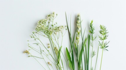 A summer collection of various herbs on a white background. Flat layout, top view. A place for the text.