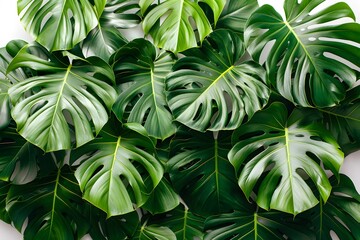 Wall Mural - Monstera Leaves Close-Up Tropical Green Foliage for Nature-Themed Design and Decor