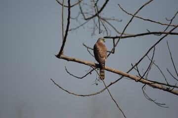 Indian hawk perched on a branch