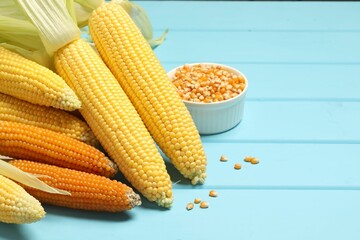 Poster - Many corncobs and kernels on light blue wooden table, closeup. Space for text