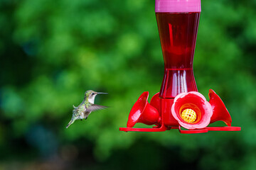 Wall Mural - hummingbird feeding 