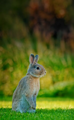 Cute rabbit standing on its hind legs on a lush green meadow, surrounded by nature.