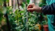 © pinporn manosri - A close-up of a person measuring a plant's height with a ruler, set in a lush garden or greenhouse setting