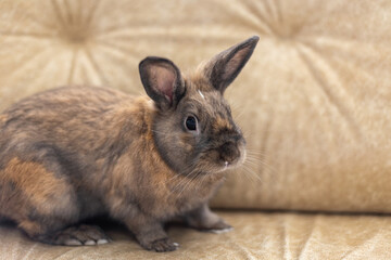 Red rabbit on the couch. Pet concept. Easter holidays.