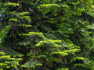 Dense evergreen forest on top of a mountain, close-up