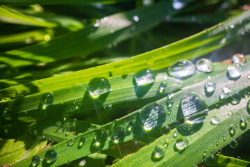 Closeup of lush uncut green grass with drops of dew in soft morning light. Beautiful natural rural landscape for nature-themed design and projects