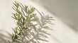 © venusvi - Rosemary sprig casting a delicate shadow on a smooth white background, highlighting the intricate needle structure