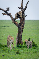 Poster - Cheetah cub in tree watches family below