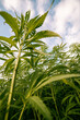 © Rowan - cannabis plants grown legally in uk for sustainable materials