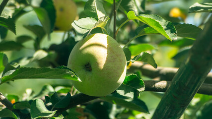 Close-up of an apple on a branch among leaves in sunlight