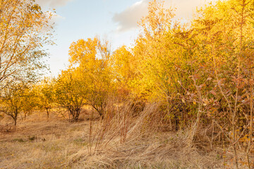 Autumn background. Tree with autumn leaves