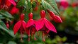 © HillTract - Large red fuchsia flowers with long, dense petals forming an elegant bell shape