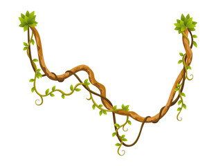 Liana branch. Twisted wild jungle vine plants. Woody natural tropical rainforest, exotic botany element. design element