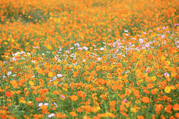 Wall Mural - Autumnal view of yellow and pink cosmos at a garden near Uiwang-si, South Korea