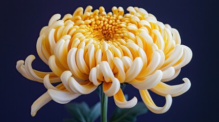 A Single Yellow Chrysanthemum Flower