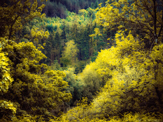 Lush green forest landscape with vibrant foliage under a bright sky during early morning hours