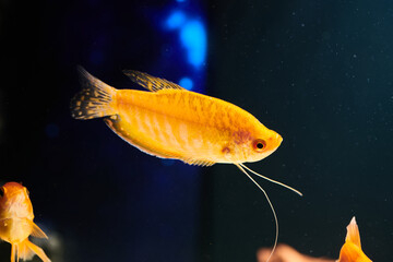 Goldfish swimming in aquarium close-up on dark water background