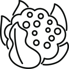 Poster - Fresh cauliflower with leaves growing on the farm, healthy food, line icon design