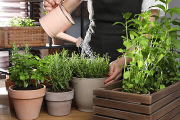 Wall Mural - Woman watering different herbs with can at wooden table indoors, closeup