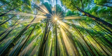 Poster - Sun rays shining through the canopy of tall trees