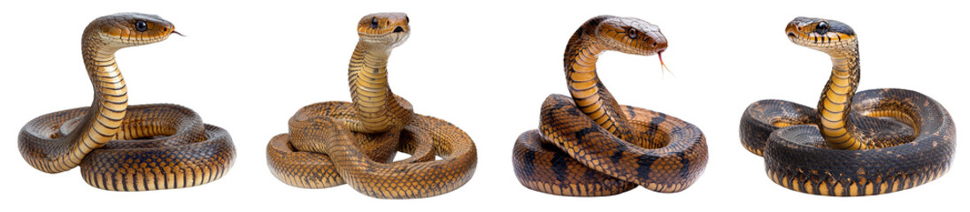 coiled cobra snakes in alert poses detailed reptilian scales wildlife transparent background