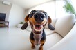 © paffy - Close-up of a happy dachshund dog with a big smile on a sofa indoors. Concept of joy and pet happiness