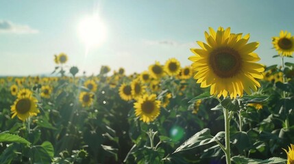 Canvas Print - A close-up of a sunflower in a field of sunflowers, with the sun shining brightly in the background.