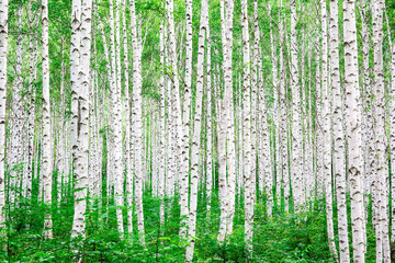 Wall Mural - Summer view of birch trees with white trunk and green leaves at Wondae-ri near Inje-gun, South Korea 