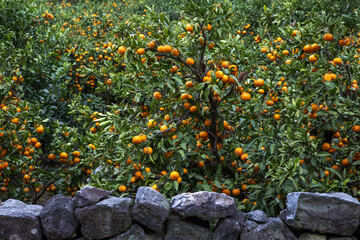 Wall Mural - Autumnal view of stone wall and yellow tangerine fruits at an orchard near Seogwipo-si, Jeju-do, South Korea 