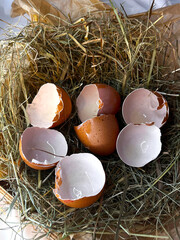 Eggshell in a wooden basket placed in a dry straw pile.