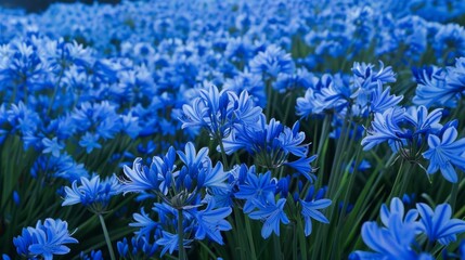 A field of vibrant blue flowers with soft, delicate petals.