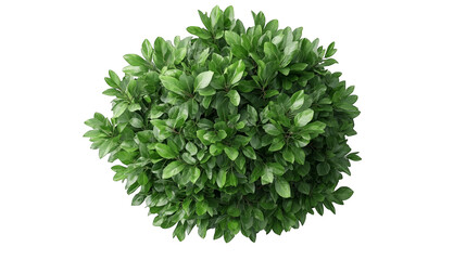 A vibrant green shrub with lush foliage, perfect for adding natural beauty to any landscape or garden setting.