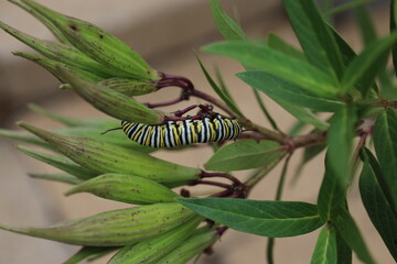 caterpillar on leaf 2