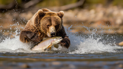 Wall Mural - A bear is swimming in a river with a fish in its mouth