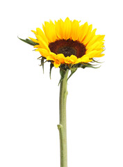 Poster - One beautiful sunflower with bright petals isolated on white