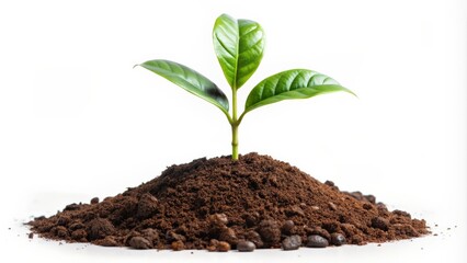 Coffee plant seedling growing in a soil pile isolated on white background , coffee, plant, tree, seedling, soil, pile