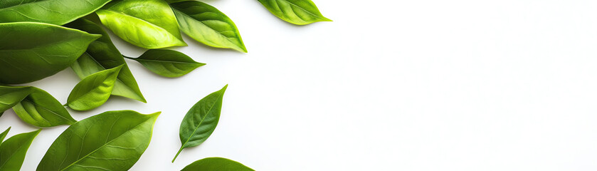 Fresh green leaves arranged on a clean white background, symbolizing nature, freshness, and organic beauty in a minimalistic composition.