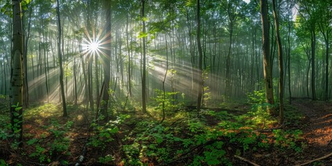 Sunlight streaming through a dense forest.