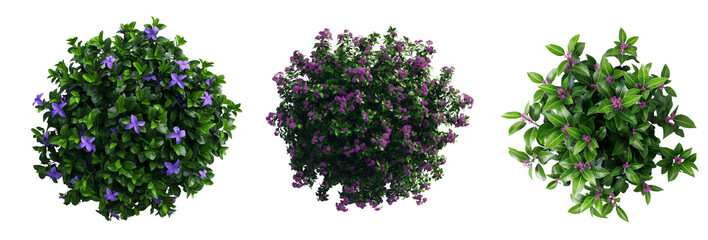 Poster - Lush green bush with vibrant leaves isolated on a transparent background. PNG clipping path