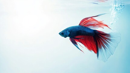 Poster - A panoramic view of a betta fish with flowing fins, swimming calmly against a white backdrop, capturing the elegance and fluidity of its movements.
