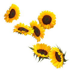 Wall Mural - Many vibrant sunflowers falling on white background